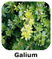 Galium